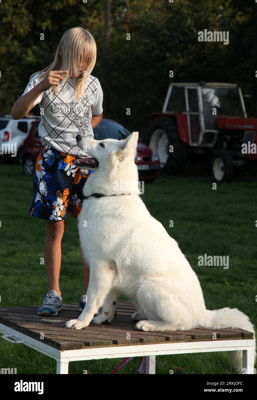 Bildnummer: 56113145  Datum: 25.09.2011  Copyright: imago/Xinhua (110926) -- BRUSSELS, Sept. 26, 2011 (Xinhua) -- A girl trains her pet dog during the 6th international Switzerland s White Huntaway competition held in Chastre, Belgium, Sept. 25, 2011. (Xinhua/Wang Xiaojun) BELGIUM-BRUSSELS-SWITZERLAND S WHITE HUNTAWAY-COMPETITION PUBLICATIONxNOTxINxCHN Gesellschaft Tiere Hund Neuseeländischer New Zealand Wettbewerb xns x0x 2011 hoch      56113145 Date 25 09 2011 Copyright Imago XINHUA  Brussels Sept 26 2011 XINHUA a Girl Trains her Pet Dog during The 6th International Switzerland S White  Comp Stock Photo