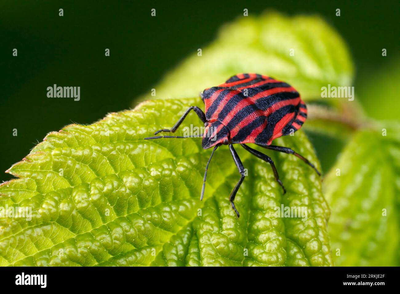 Striped bug (Graphosoma italicum) close-up from the front on a green leaf Stock Photo