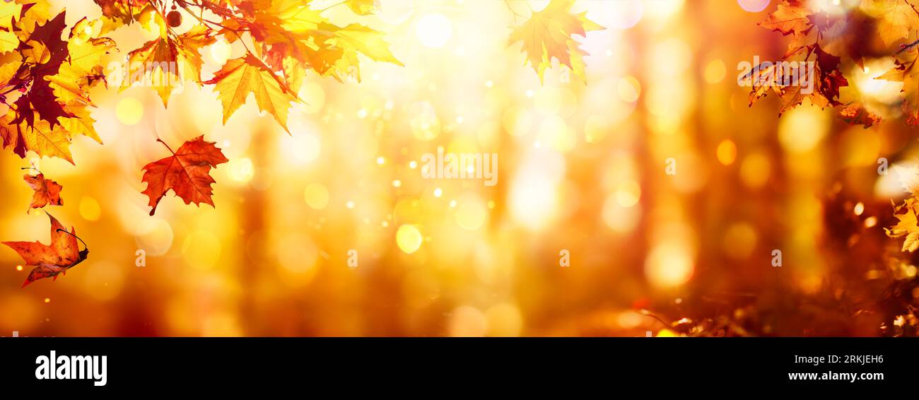 Yellow orange maple leaf hi-res stock photography and images - Alamy