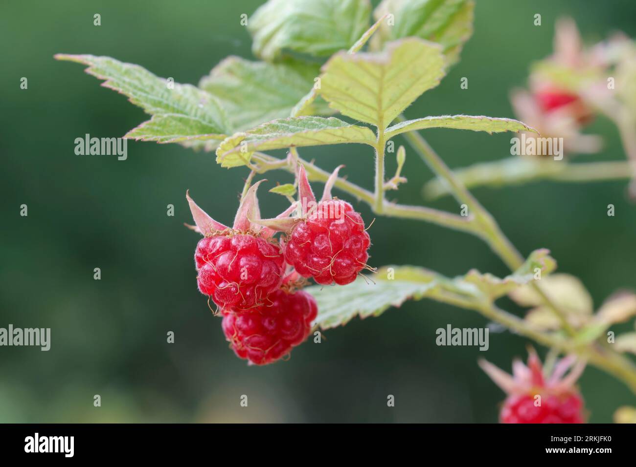 Wilde Himbeere, Himbeere, Himbeeren, Früchte, Beeren, Rubus idaeus, Raspberry, Rasp-berry, La framboise Stock Photo