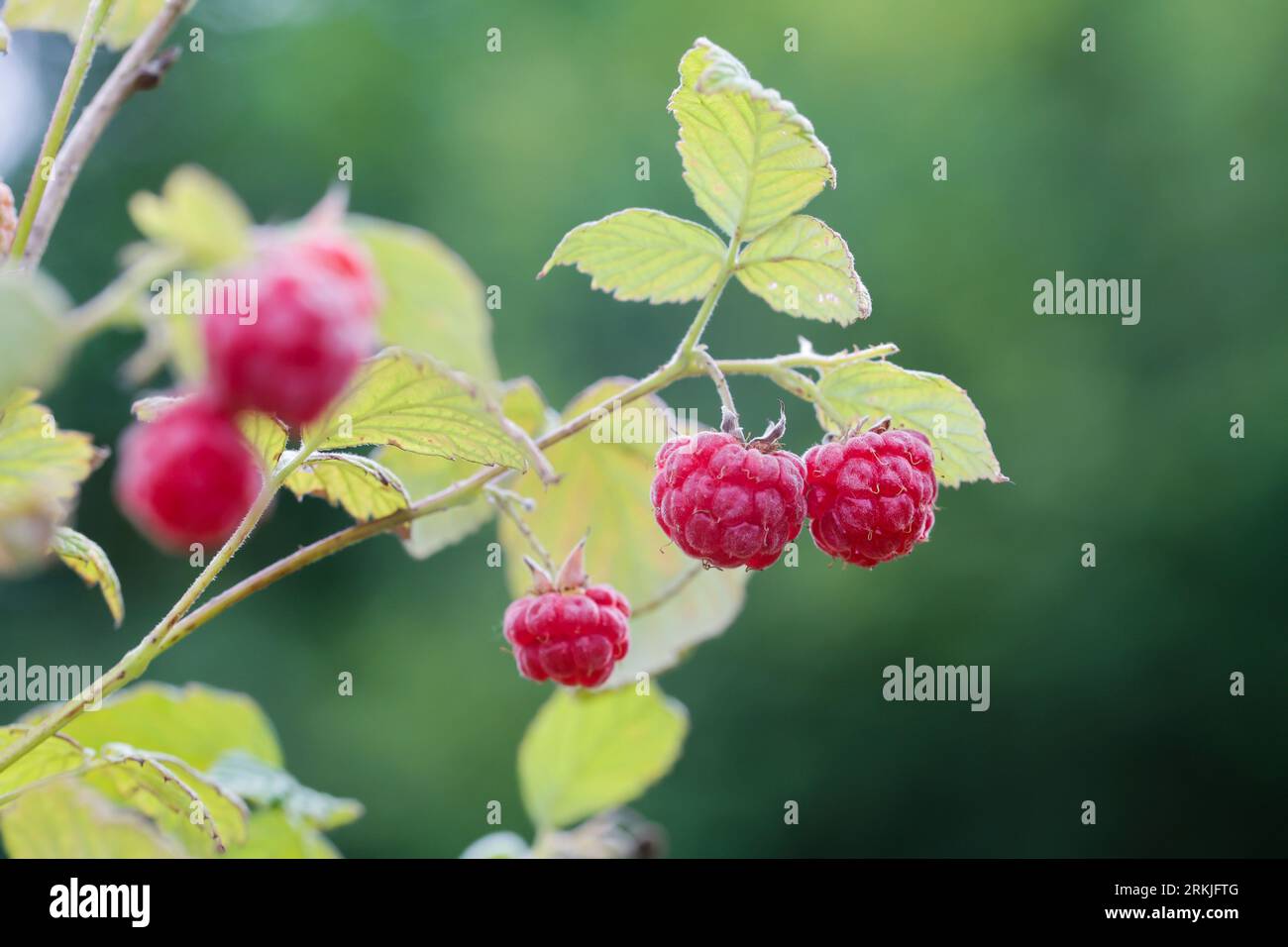 Wilde Himbeere, Himbeere, Himbeeren, Früchte, Beeren, Rubus idaeus, Raspberry, Rasp-berry, La framboise Stock Photo