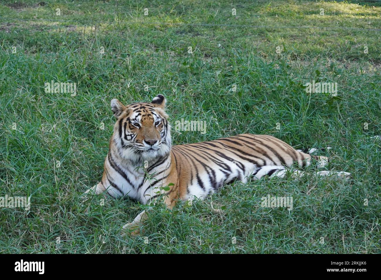 Illustration majestic bengal tiger resting or sleeping full body