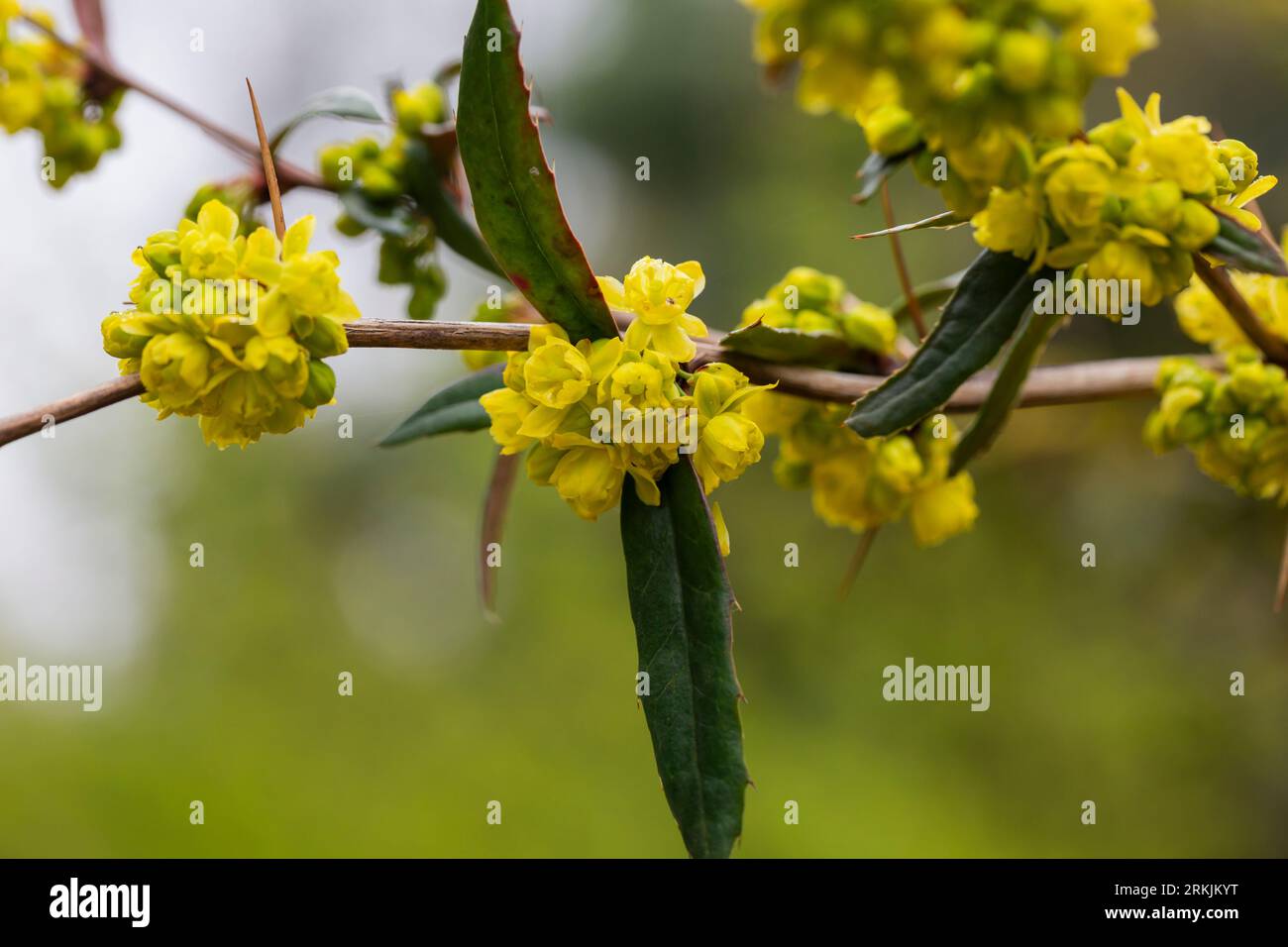 Flowering bush of barberry Berberis soulieana in Southern Cultures Arboretum. Narrow evergreen leaves and yellow flowers. Close-up. Spring. Sirius (Ad Stock Photo
