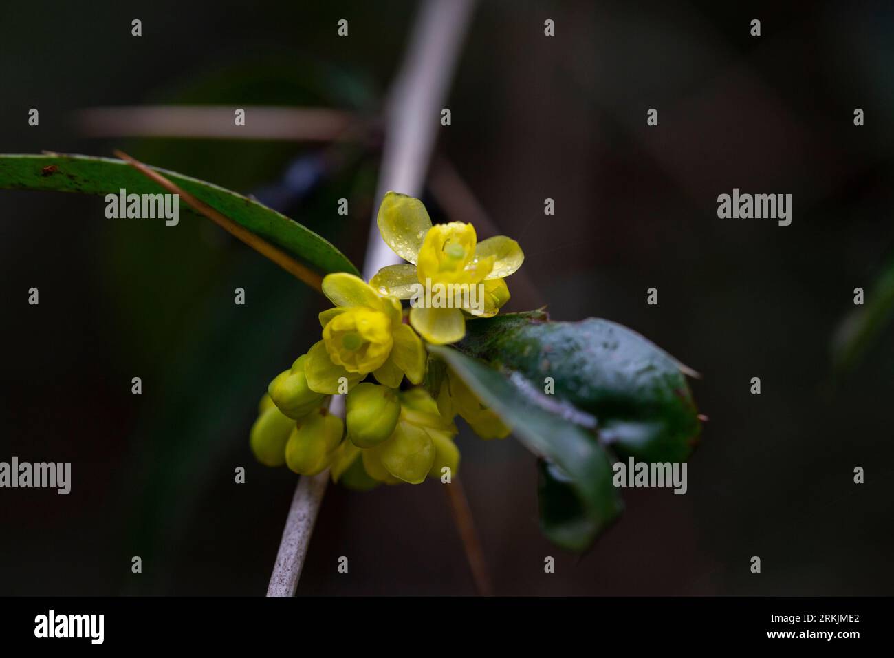 Flowering bush of barberry Berberis soulieana in Southern Cultures Arboretum. Narrow evergreen leaves and yellow flowers. Close-up. Spring. Sirius (Ad Stock Photo