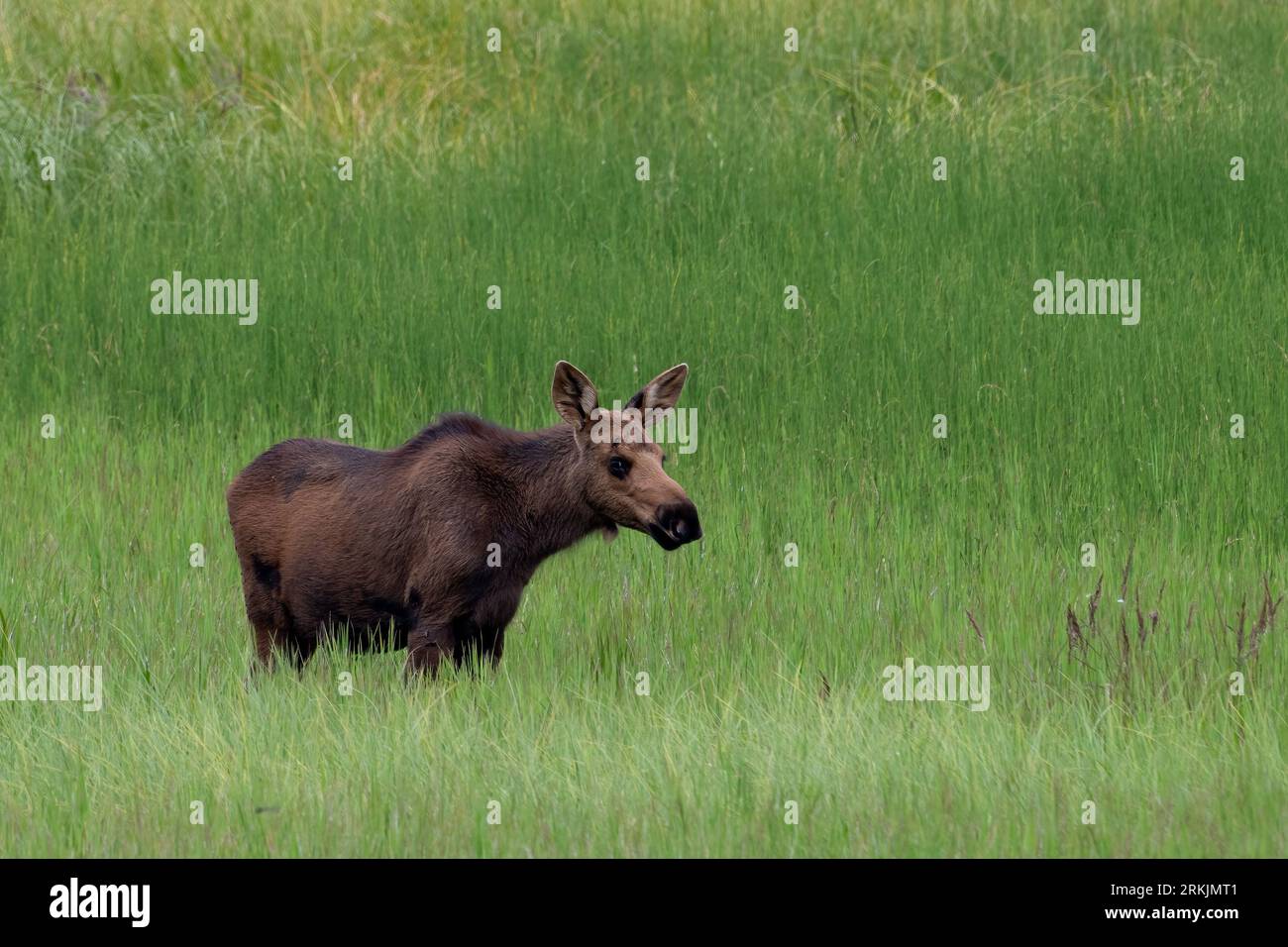 Moose Cow at Knik river, Alaska Stock Photo Alamy