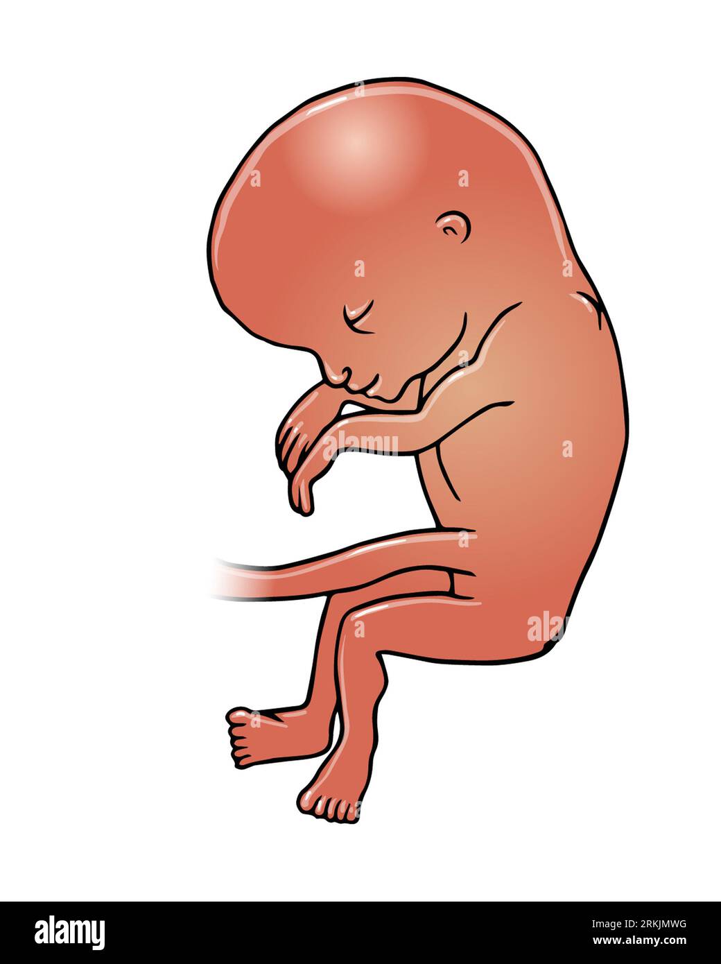 Art medical illustration, dark skinned baby foetus at between 16-20 weeks, during the second trimester of pregnancy, foetus development, child birth. Stock Photo