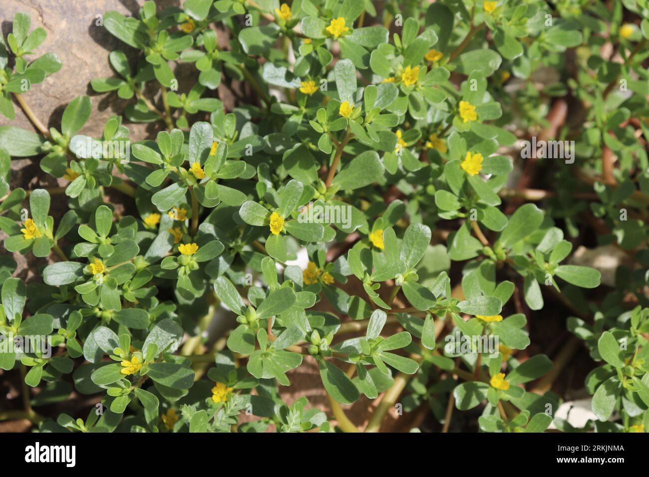 Common purslane plant (Portulaca oleracea) Stock Photo