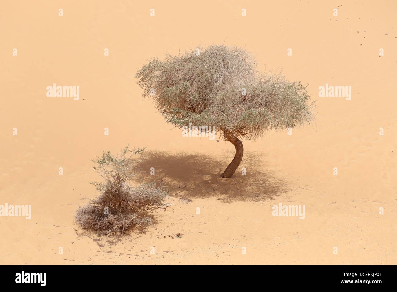 Ancient egypt tree of life hires stock photography and images Alamy