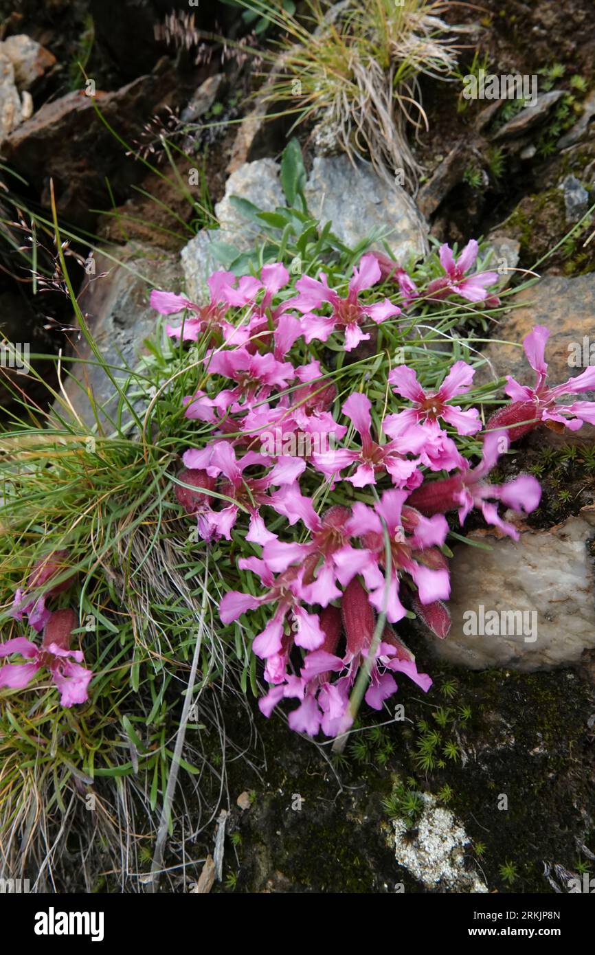 Natural closeup onj the colorful pink flowers of the dwarf soapwort, Saponaria pumila also used as Skincare Ingredient Stock Photo