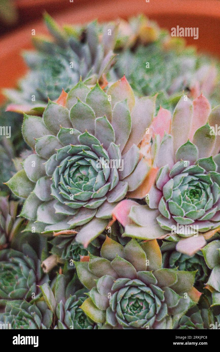 A bright and vibrant close-up of Rejuvenated roofing (Sempervivum tectorum) Stock Photo