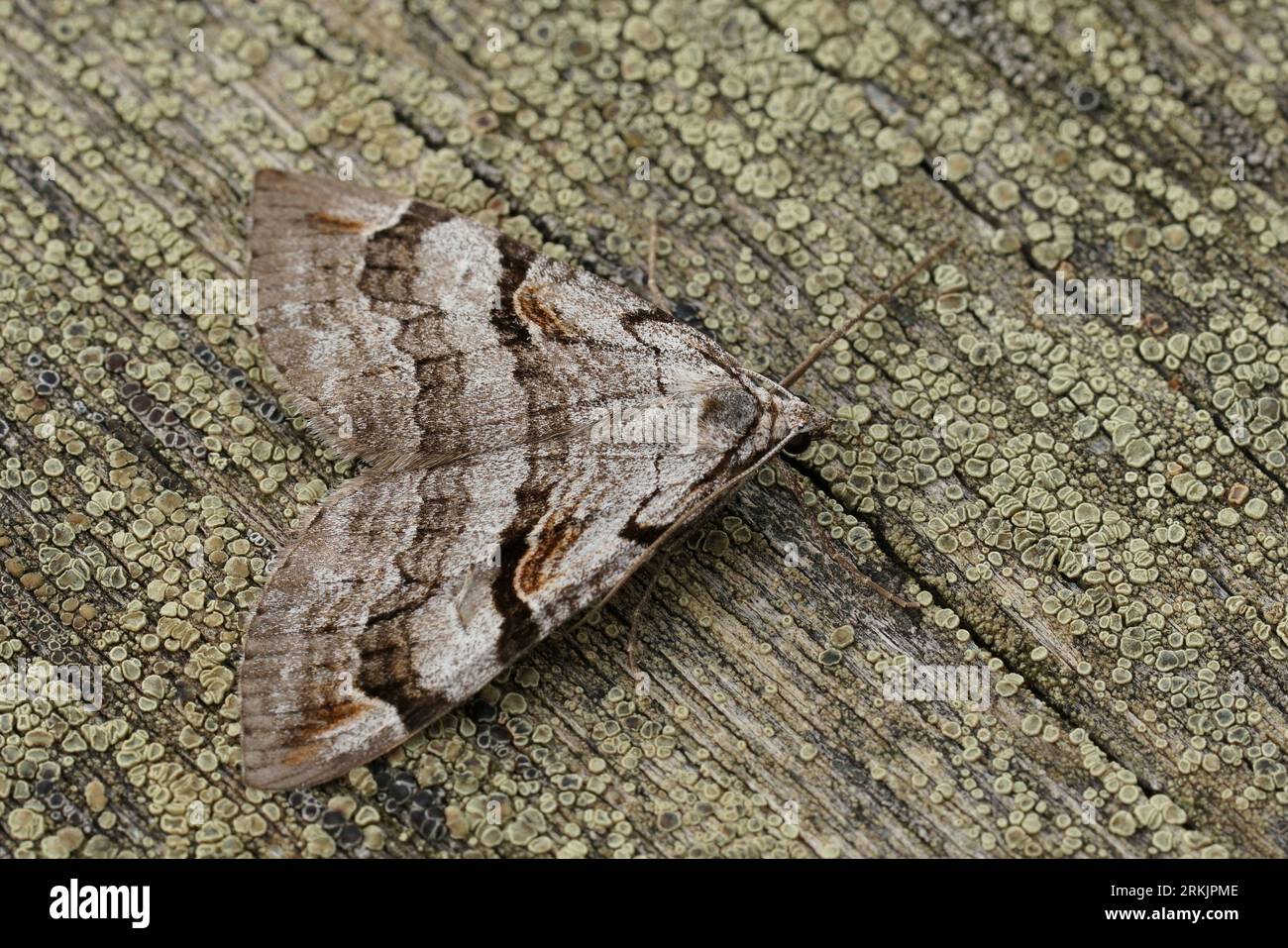 https://c8.alamy.com/comp/2RKJPME/detailed-closeup-on-the-purple-treble-bar-owlet-moth-aplocera-praeformata-sitting-on-wood-2RKJPME.jpg