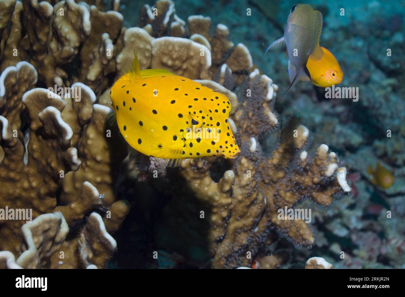 Yellow boxfish (Ostracion cubicus) with Blue coral.  Andaman Sea, Thailand. Stock Photo