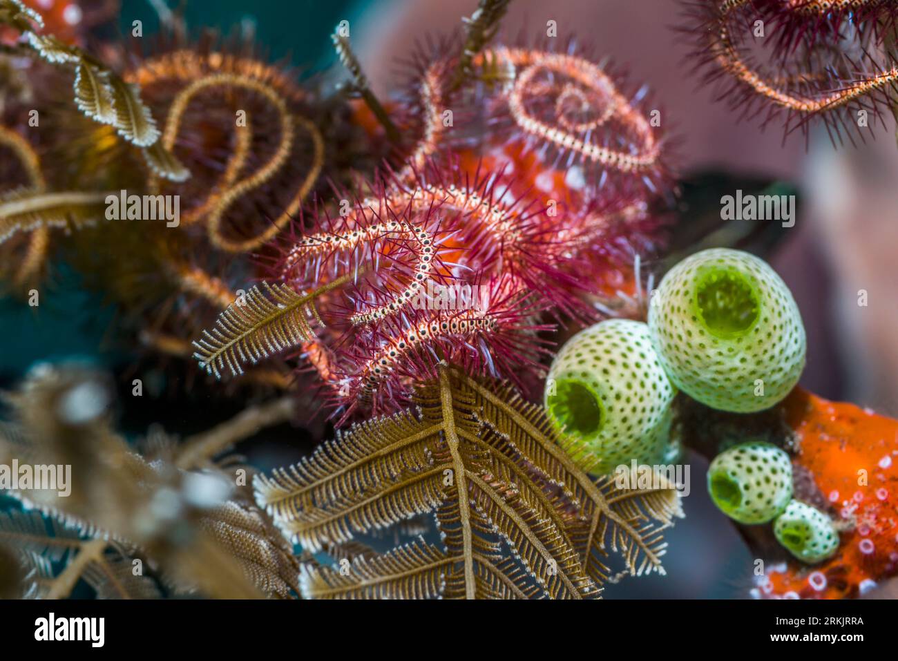 Dark red spined brittlestar [Ophiothrix purpurea] with Green urn sea squirts[Didemnum molle].  Tulamben, Bali, Indonesia. Stock Photo