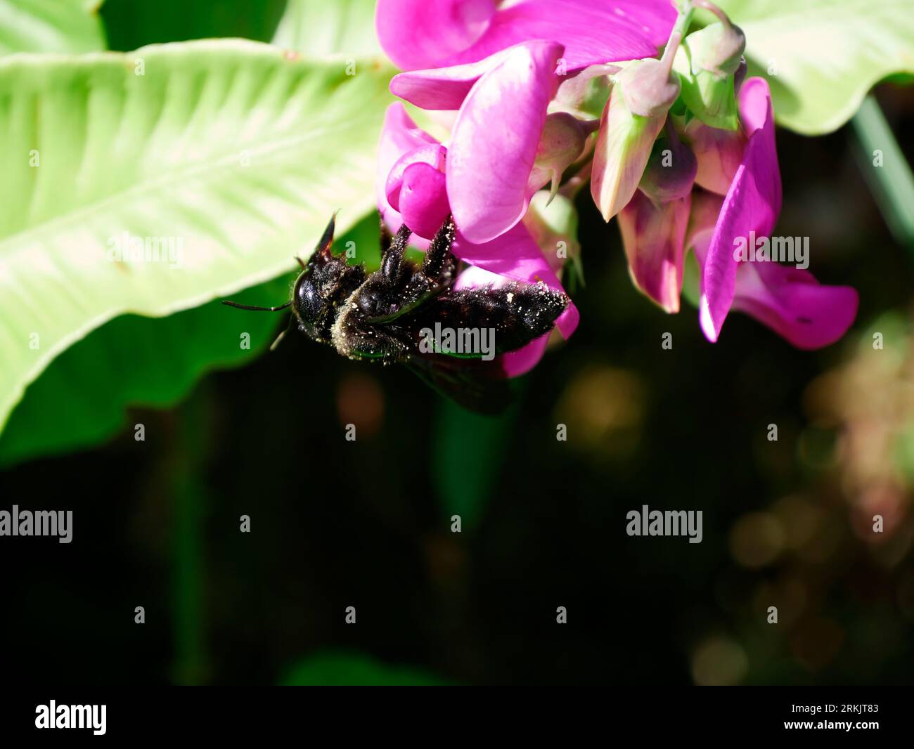 Xylocopa carpenter bee on orchid flower. isolated black solitary bee on