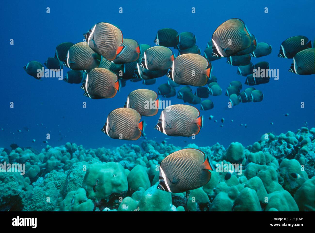 Red tail or Collared butterflyfish (Chaetodon collare) swimming over corals.  Andaman Sea, Thailand. Stock Photo
