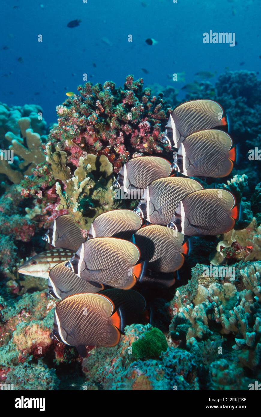 Red tailed butterfly fish hi-res stock photography and images - Alamy