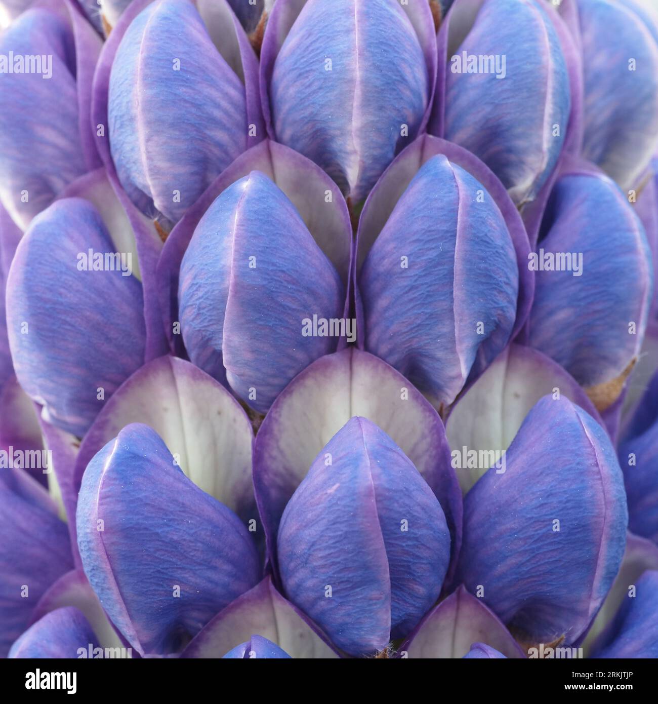 Macro photo of a large lupine flower. Scientific name: Lupinus polyphyllus. Color: Purple-Violet. Family: Fabaceae (Legume). Order: Fabales. Kingdom: Stock Photo