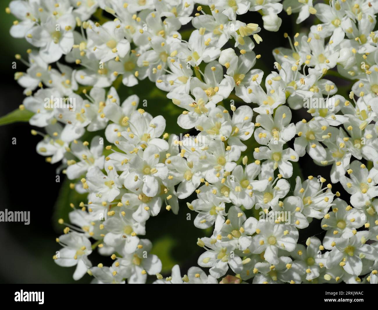 Viburnum lentago (closeup detail). Scientific name: Viburnum lentago. Family: Adoxaceae. Order: Dipsacales. Kingdom: Plantae. Stock Photo
