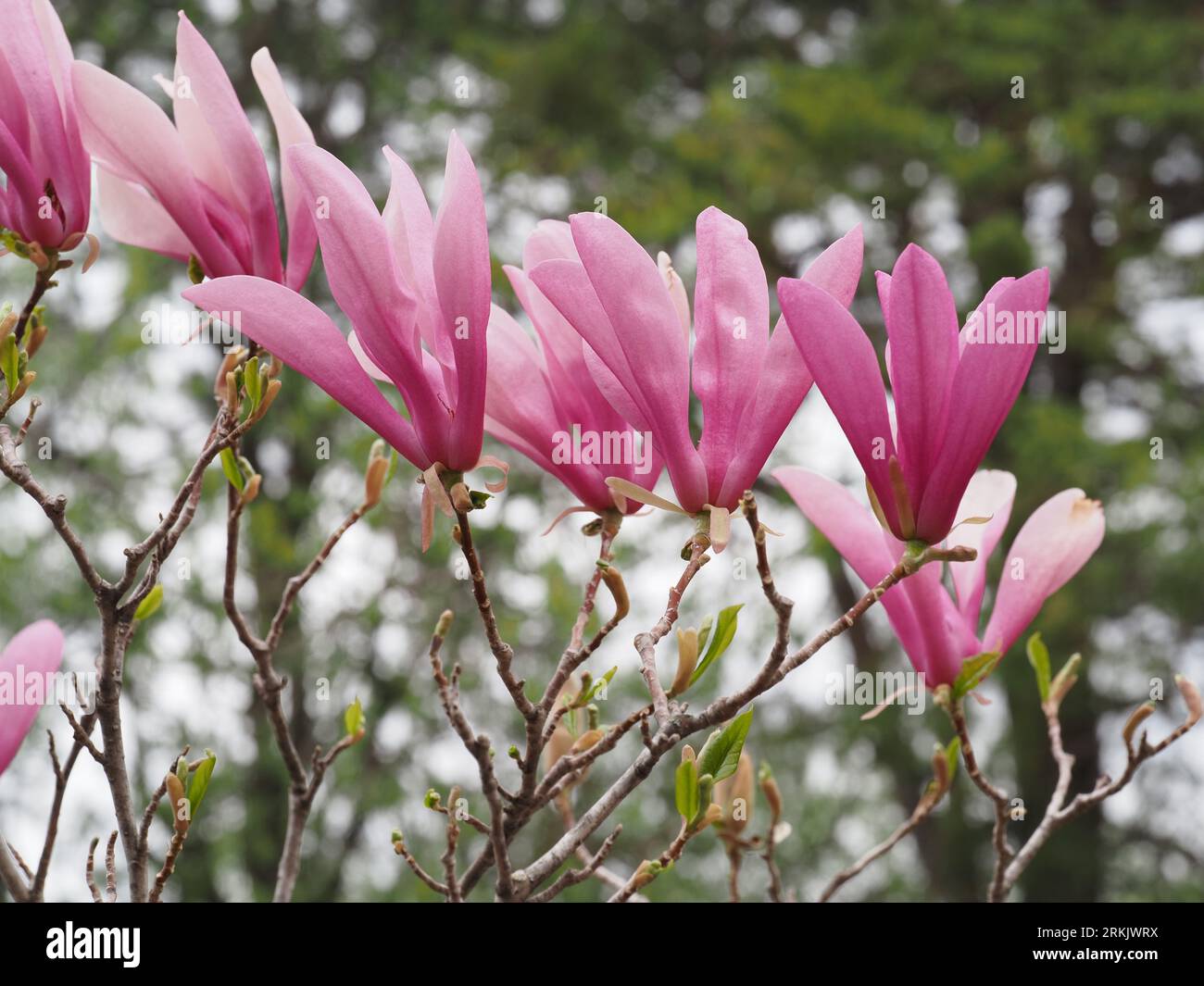 Magnolia Liliflora or Purple Magnolia (Shimokuren in Japan) - From the Magnoliaceae family Stock Photo