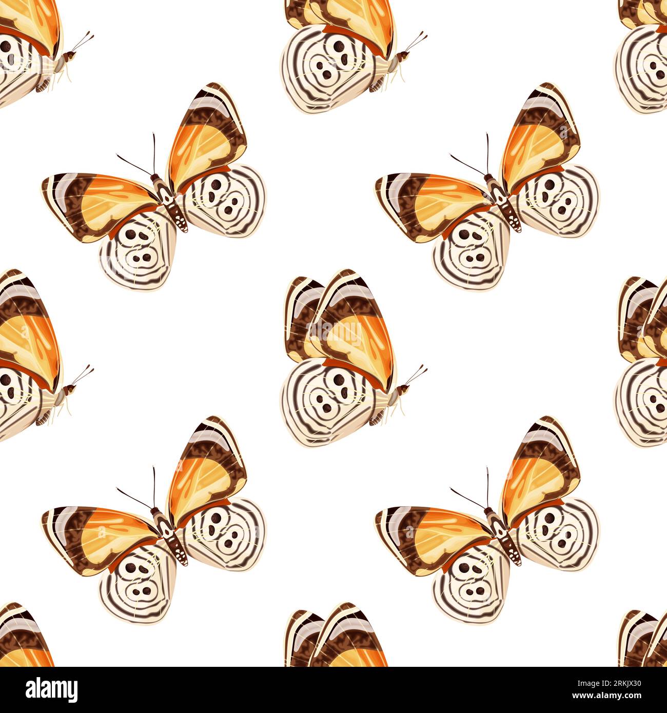 Diaethria clymena Stock Vector Images - Alamy