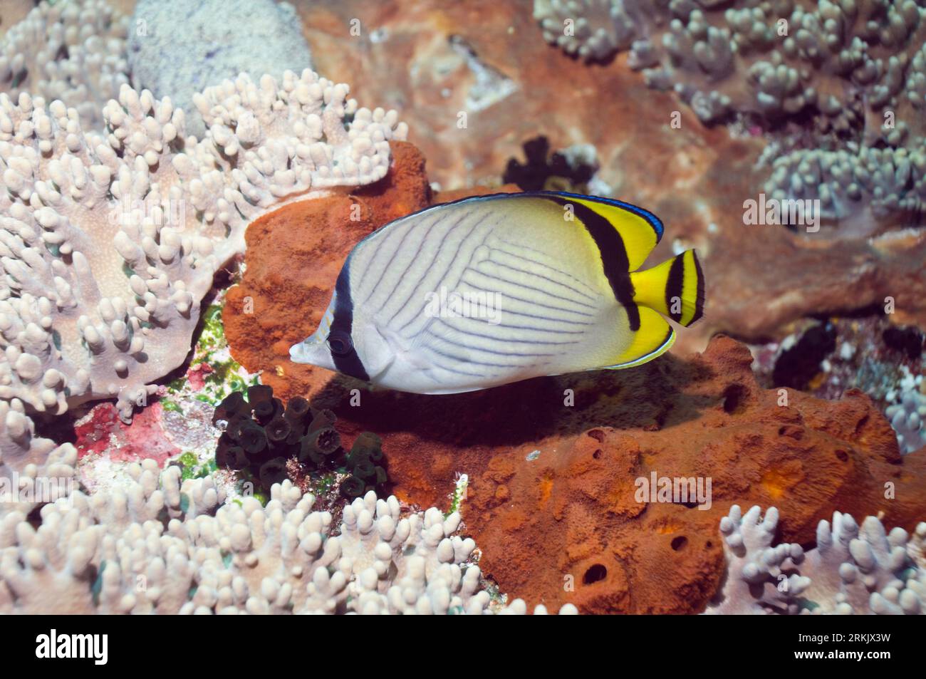Vagabond butterflyfish (Chaetodon vagabundus) swimming over leather corals and sponges.  Indonesia. Stock Photo
