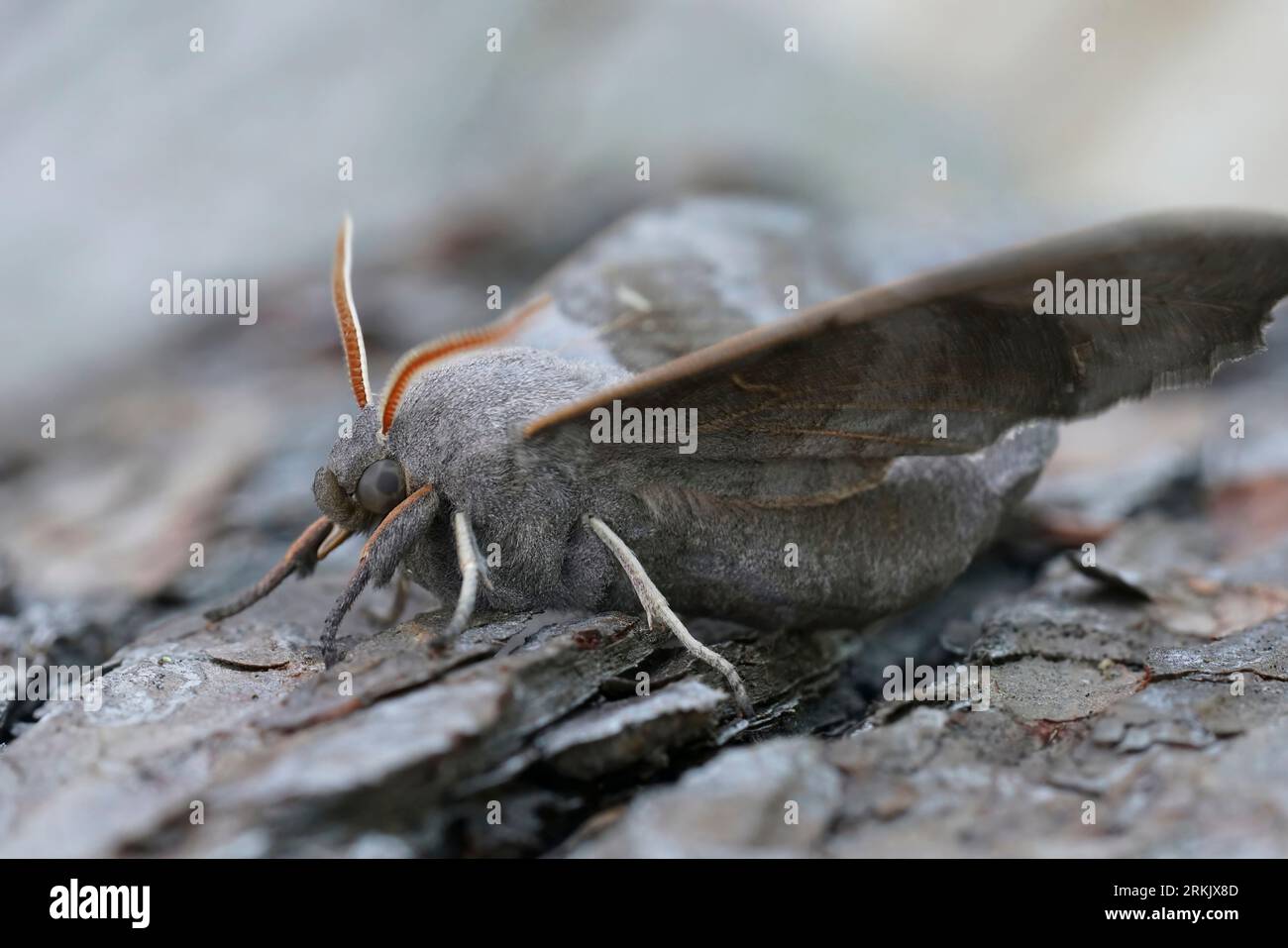 Natural closeup ona large Poplar Hawk-moth , Laothoe populi sitting on wood , looking into the camera Stock Photo