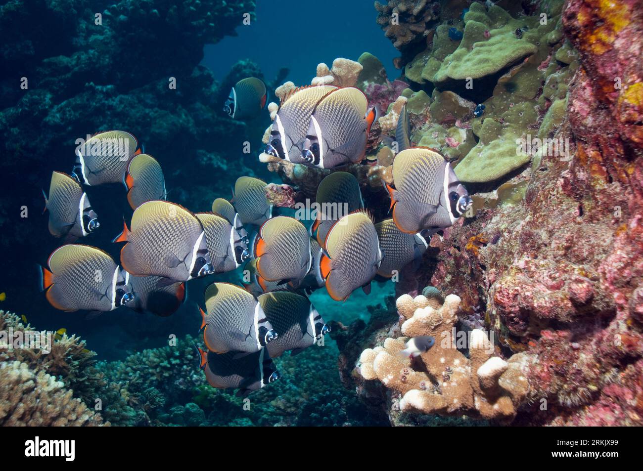 Collared or Redtail butterflyfish (Chaetodon collare).  Andaman Sea, Thailand. Stock Photo