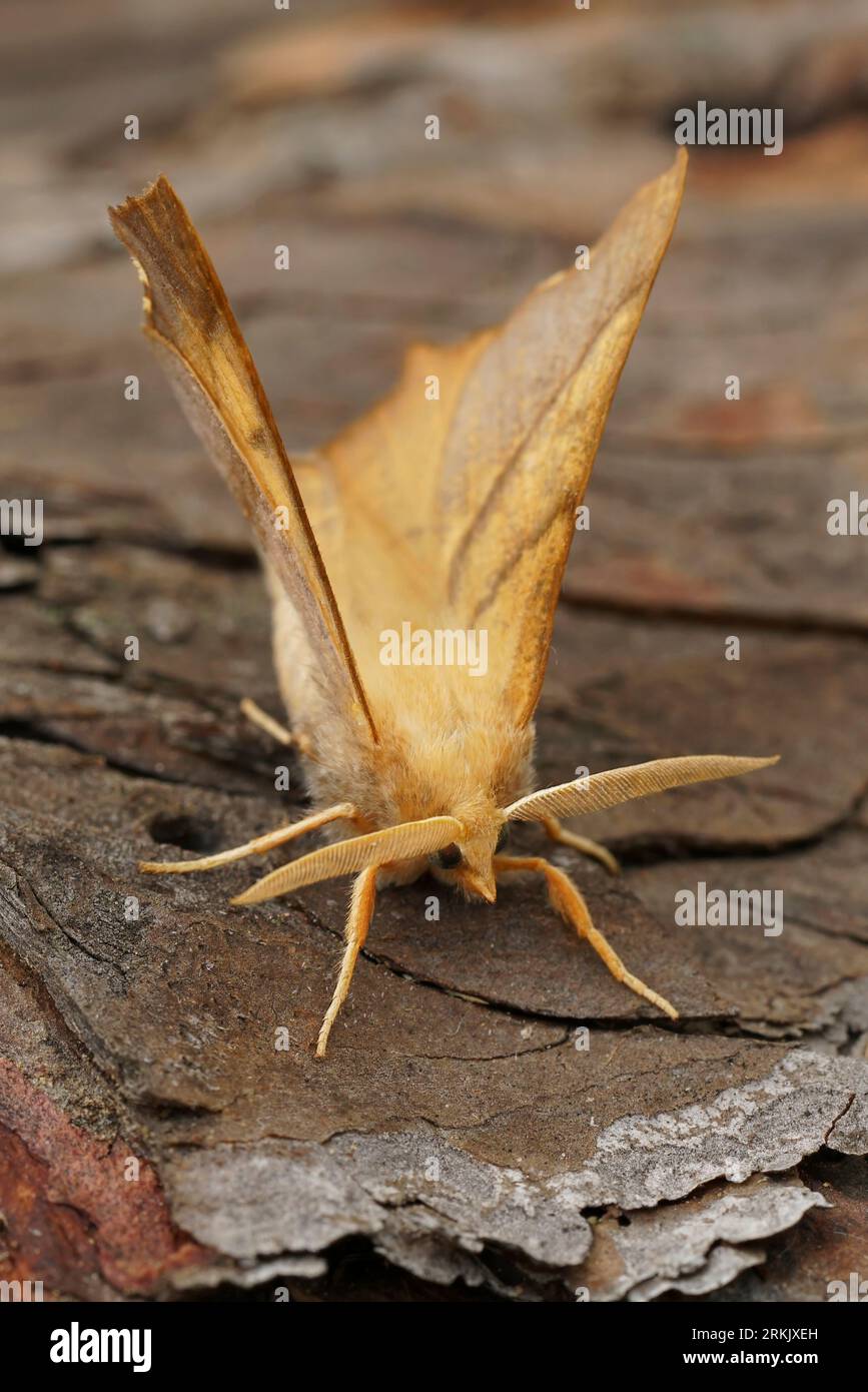 Detailed vertical closeup on the orange Dusky Thorn geometer moth, Ennomos fuscantaria Stock Photo