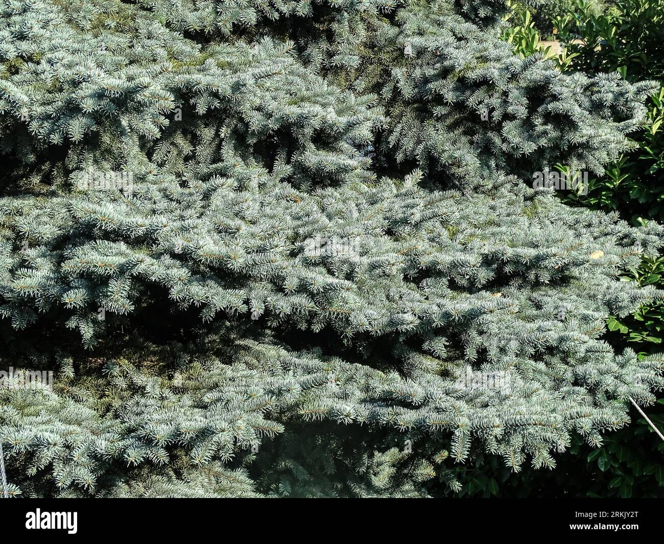 Colorado Blue Spruce tree in Romania. Picea pungens Stock Photo