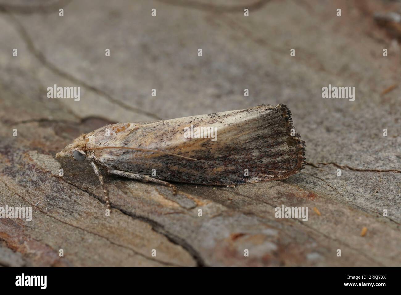 Detailed closeup on the greater wax or moth, Galleria