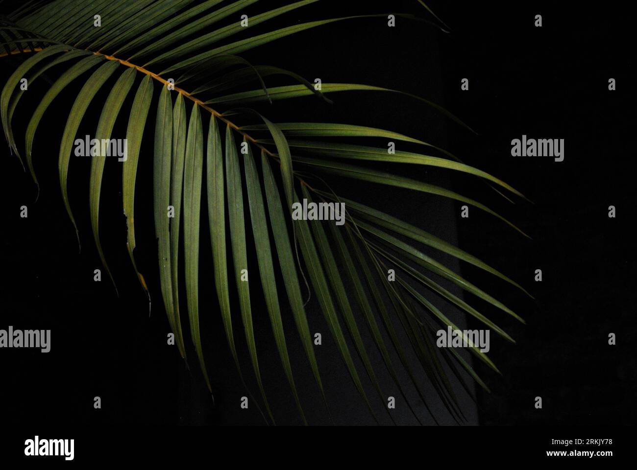 Image of a palm frond with a black background. Stock Photo