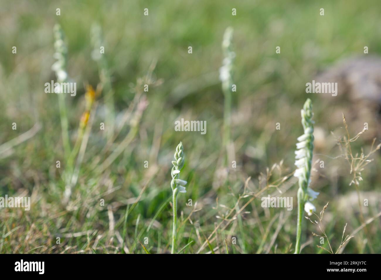 Dainty white flowers of British native wild Autumn lady’s tresses orchid, Spiranthes spiralis, growing in grass New Forest, Hampshire UK August Stock Photo