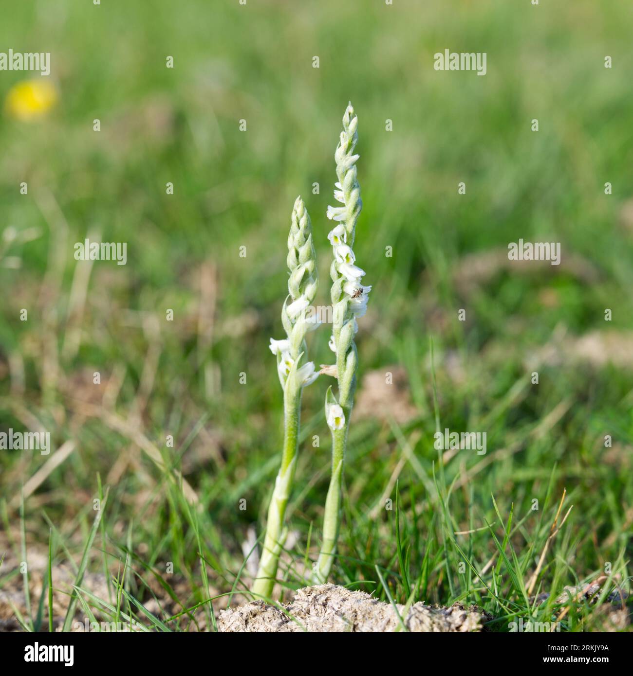 Dainty white flowers of British native wild Autumn lady’s tresses orchid, Spiranthes spiralis, growing in grass New Forest, Hampshire UK August Stock Photo
