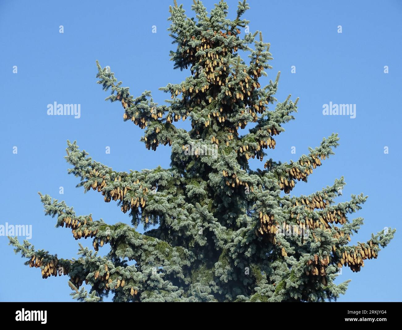 Big Colorado Blue Spruce tree. Picea pungens Stock Photo