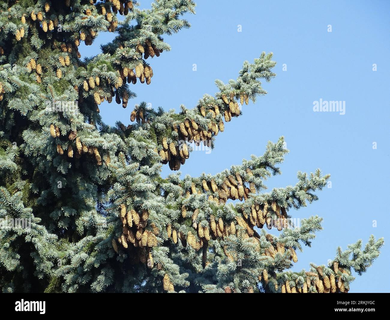 Colorado Blue Spruce tree in Romania. Picea pungens Stock Photo