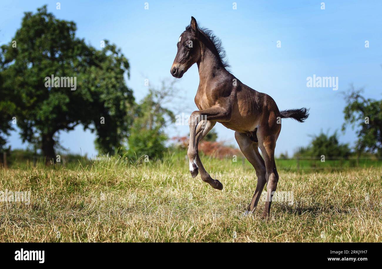 Stridding Striding horse hi-res stock photography and images - Alamy