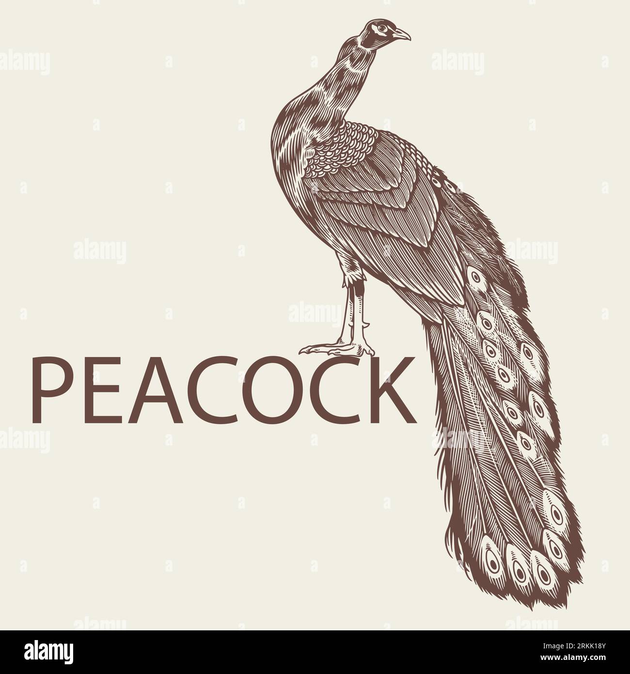 Hand drawn Peacock. Large beauty bird sketch artwork in vintage style design element for logo, textile, print and other uses. Vector antique engraving Stock Vector