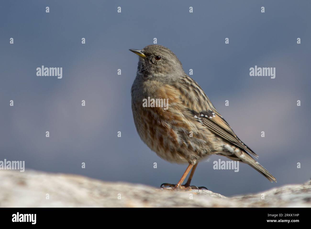 Alpine accentor on rock in the Parc Natural dels Voltors, Alcoy Stock Photo