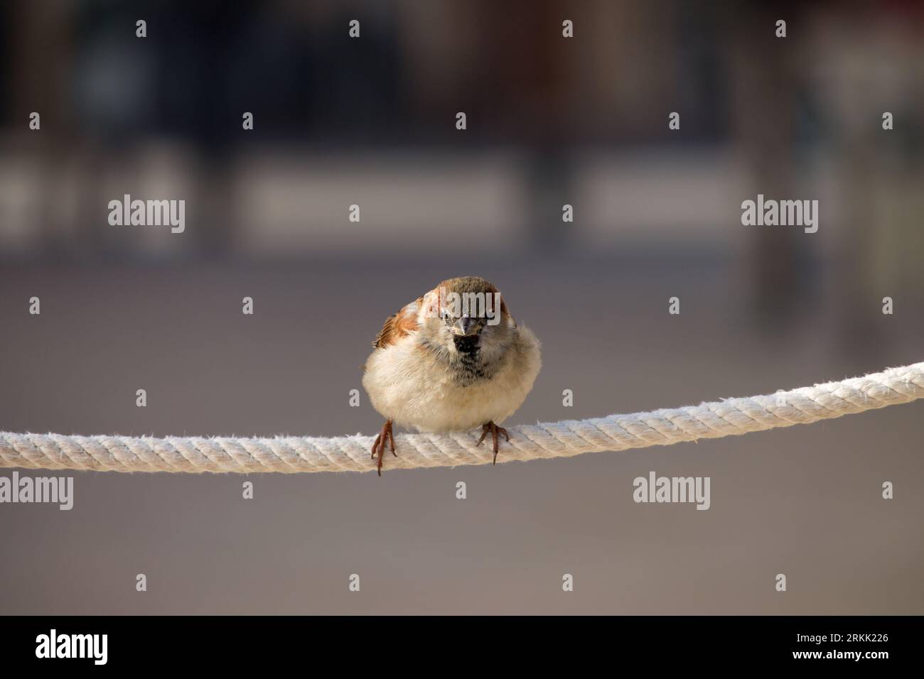 Wildlife rope hi-res stock photography and images - Alamy