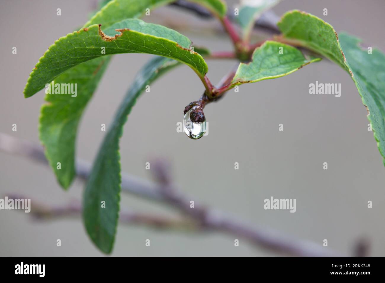 Green leaves macro water hi-res stock photography and images - Alamy