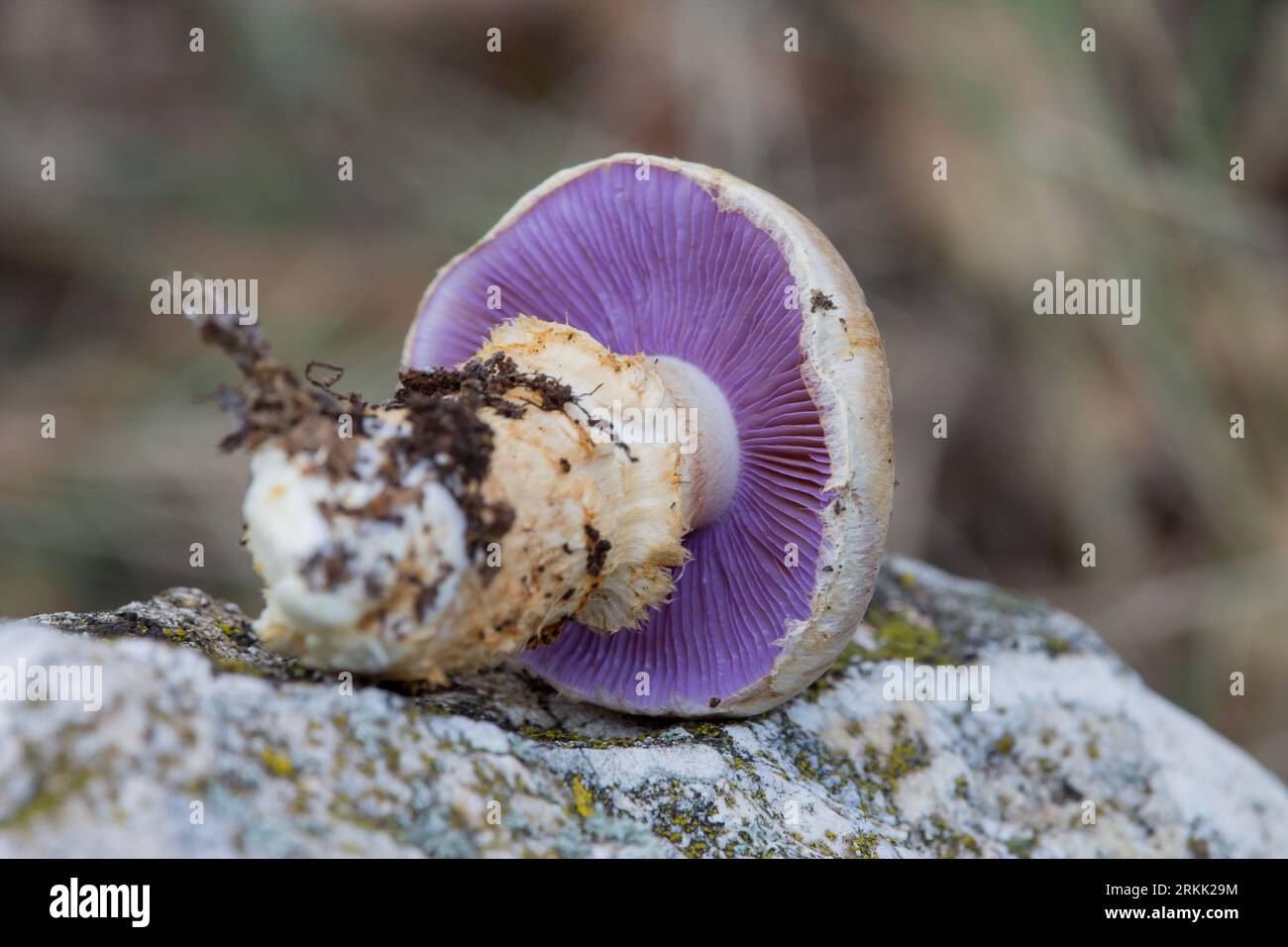 Cortinarius varius mushroom with a lilac or intense violet color in its blades found in the area of San Antonio de Alcoy, Spain Stock Photo