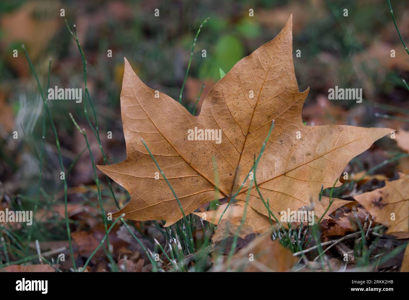 Banana tree leaf on the ground Stock Photo