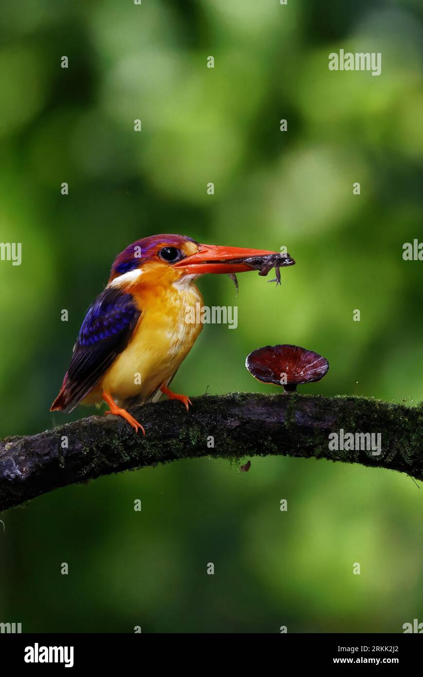 ODKF - Oriental Dwarf Kingfisher with a kill in natural habitat closeup shot Stock Photo