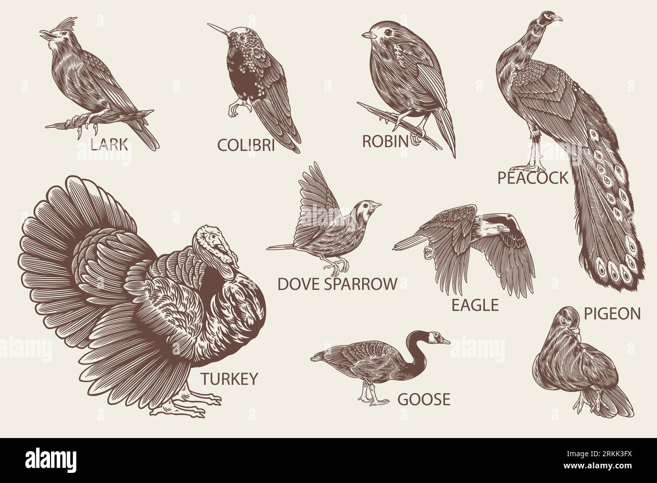 Bird species hand drawn set in vintage style. Vector landscape collection of wild bird lark, pigeon, eagle, colibri, robin, peacock, dove, turkey, goo Stock Vector