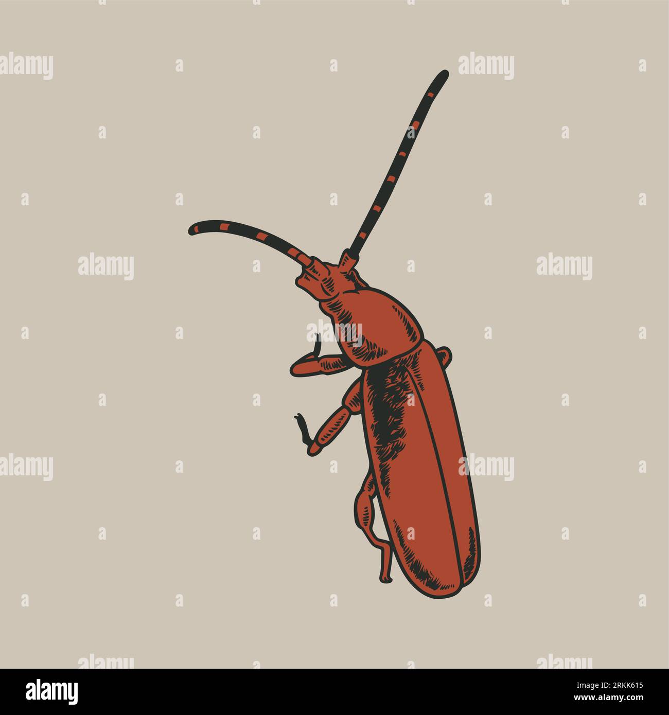 Hand drawn vintage engraving of insect animal hand drawn sketch on ...