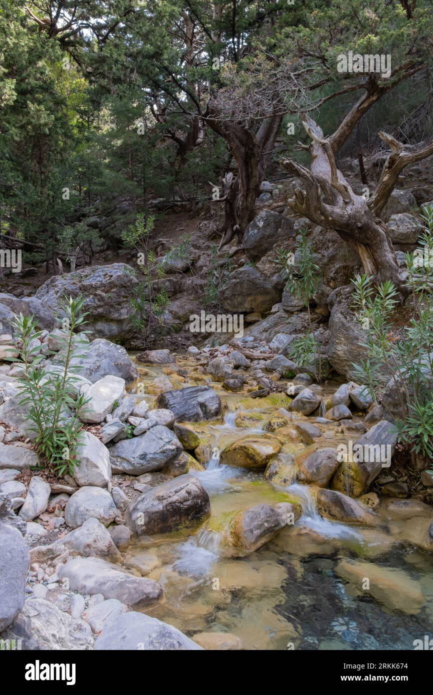 Small stream splashes over and around rocks as it makes its way through the trees in the upper reaches of Crete's Samaria Gorge Stock Photo