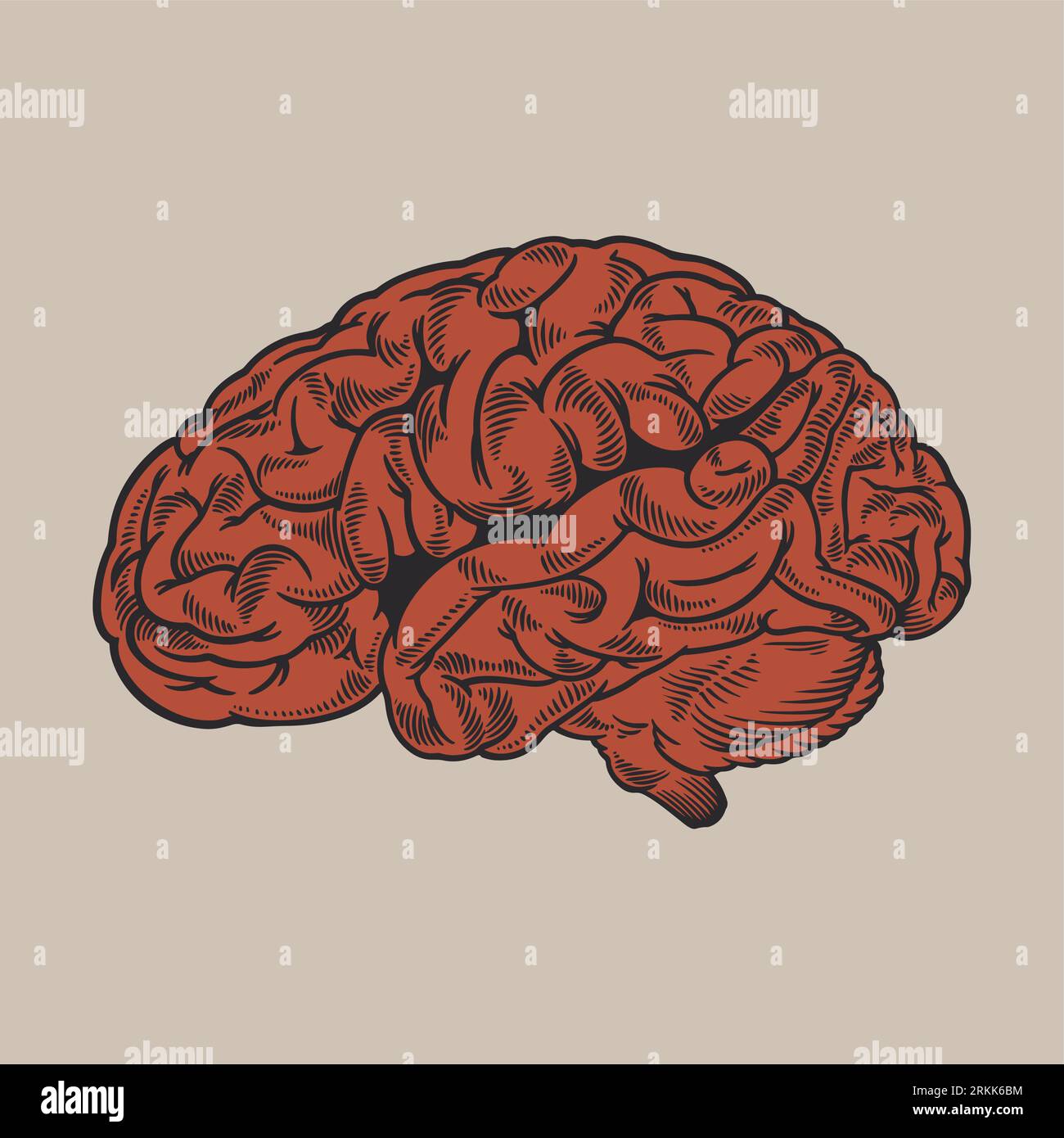 Brain side view hi-res stock photography and images - Alamy