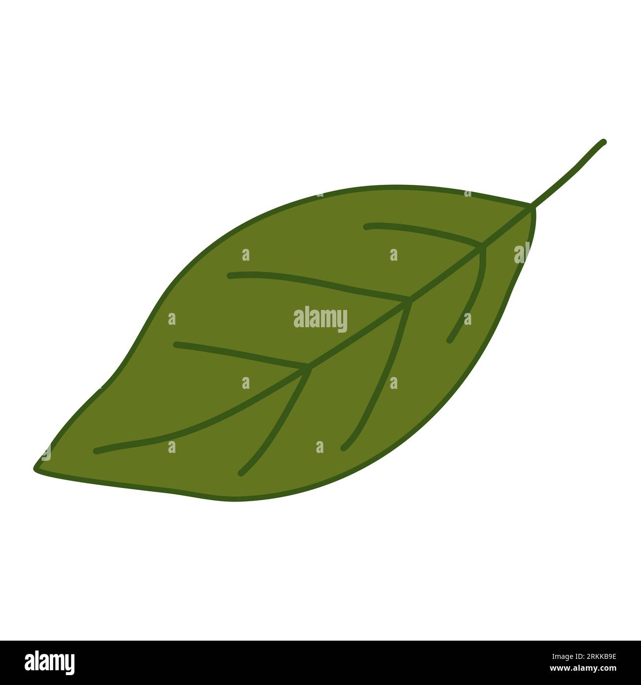 Simple not serrated leaf, walnut leaf, vector illustration Stock Vector