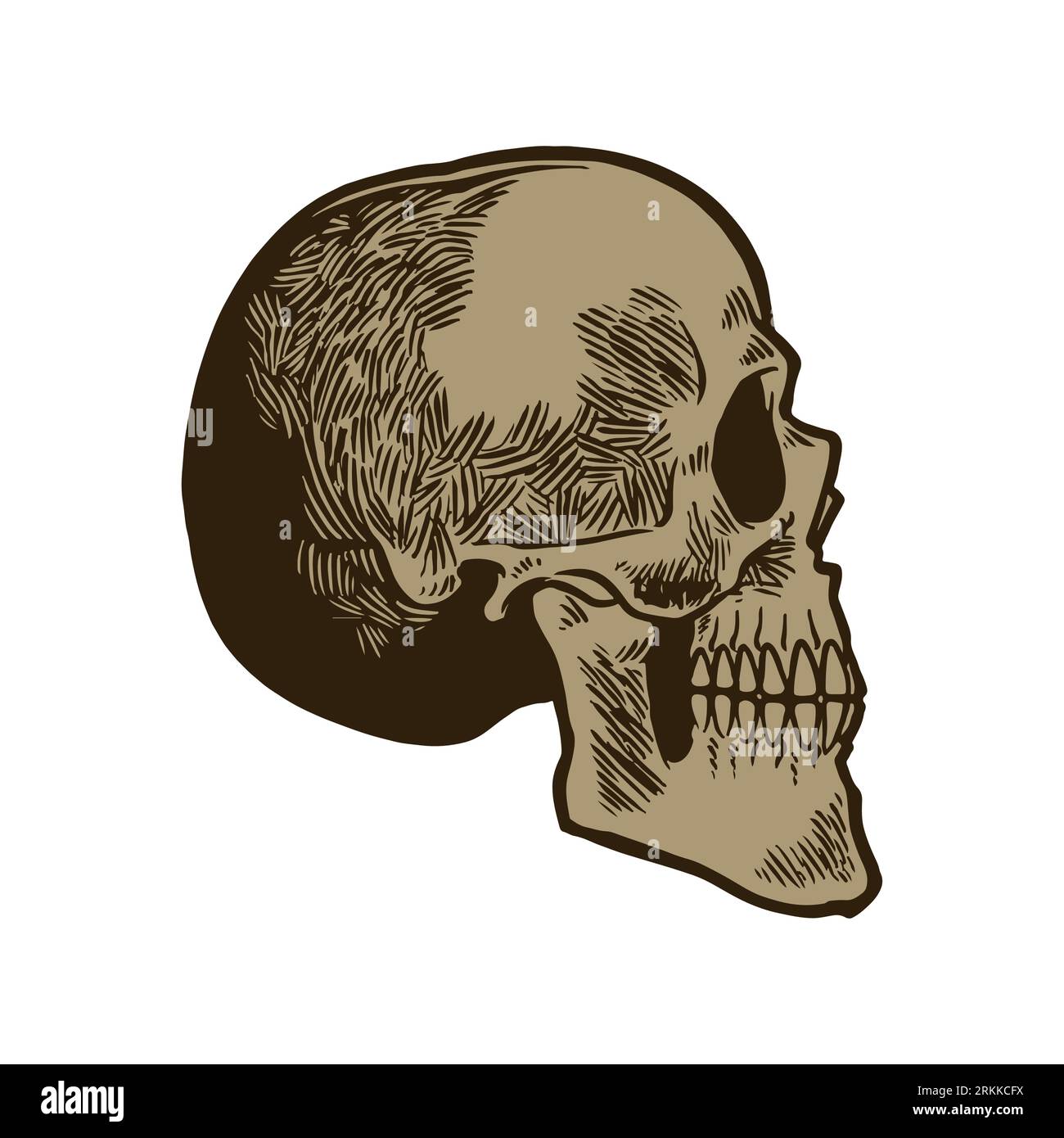 Hand drawn anatomic human skull vintage engraving sketch. Scary cranium isolated on white background. Can be used for t-shirt designing, poster, decor Stock Vector