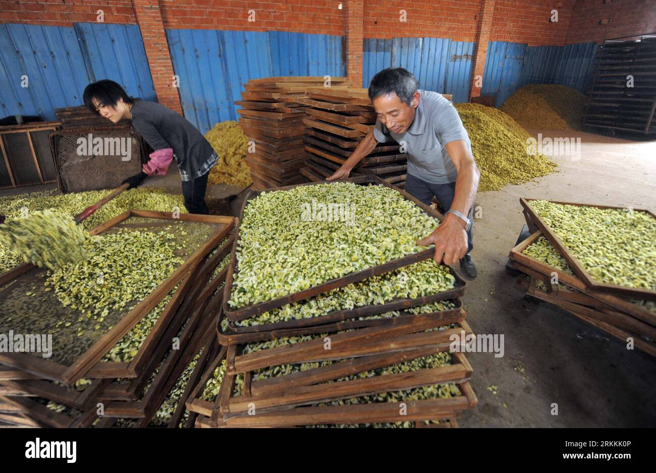 Bildnummer: 56251125  Datum: 05.11.2011  Copyright: imago/Xinhua (111105) -- TONGXIANG, Nov. 5, 2011 (Xinhua) -- Farmers sift chrysanthemums morifolium to make Chinese chrysanthemum tea, in Shimen Township of Tongxiang, east China s Zhejiang Province, Nov. 5, 2011. Tongxiang, with some 300-year history of planting chrysanthemums morifolium, is a famous sourceland of the traditional Chinese chrysanthemum tea. (Xinhua/Xu Yu) (zgp) CHINA-TONGXIANG-CHRYSANTHEMUMS MORIFOLIUM-HARVEST (CN) PUBLICATIONxNOTxINxCHN Wirtschaft Landwirtschaft Ernte Teeernte Tee Chrysanthemen Chrysanthementee Fotostory xns Stock Photo